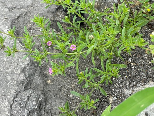 Zauberglöckchen — Bild 3