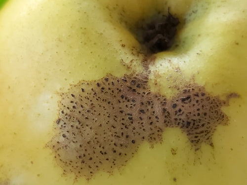 Zierapfel — Bild 2