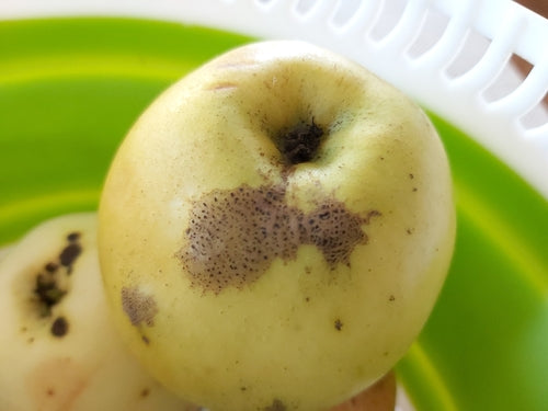 Zierapfel — Bild 1