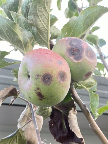 Zierapfel — Bild 3