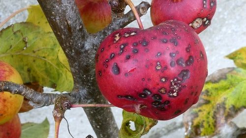 Zierapfel — Bild 5