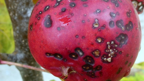 Zierapfel — Bild 4