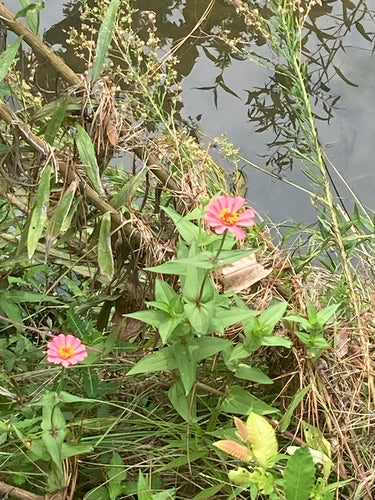 Zinnien — Bild 2