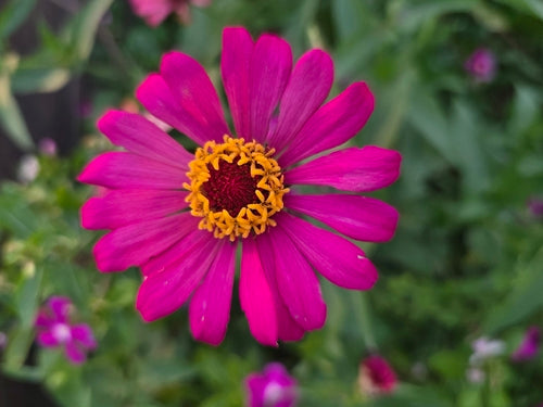 Zinnien — Bild 5