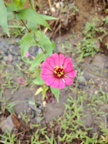 Zinnien — Bild 4