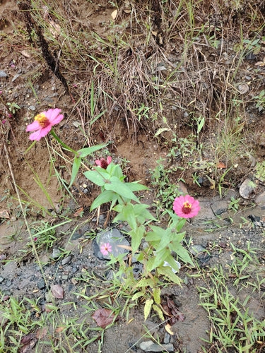 Zinnien — Bild 3