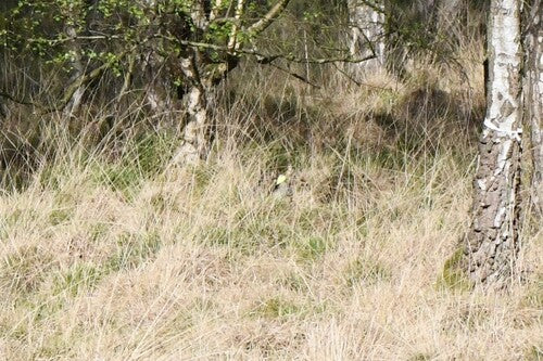 Zitronenfalter — Bild 2