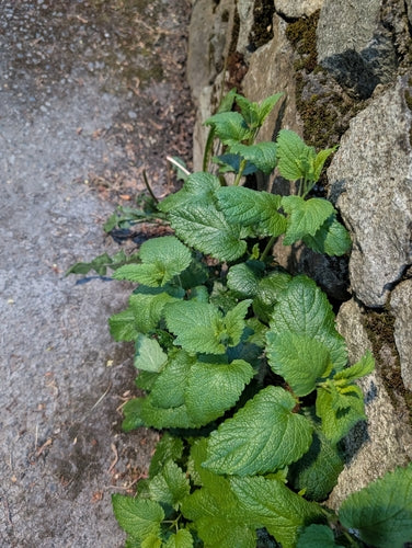 Zitronenmelisse — Bild 5