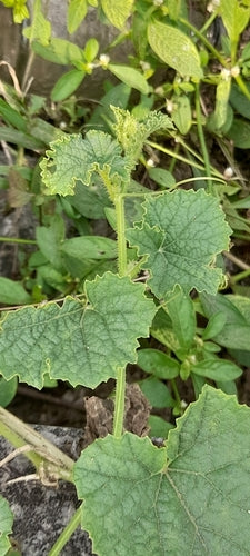 Zuckermelone — Bild 4