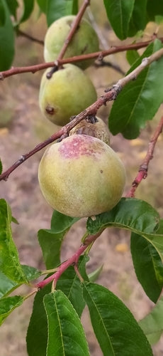 Zwergpfirsich — Bild 4