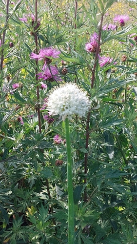 Zwiebeln — Bild 3