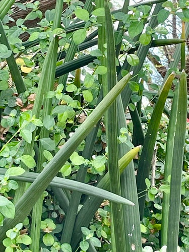 Zylindrischer Bogenhanf — Bild 3